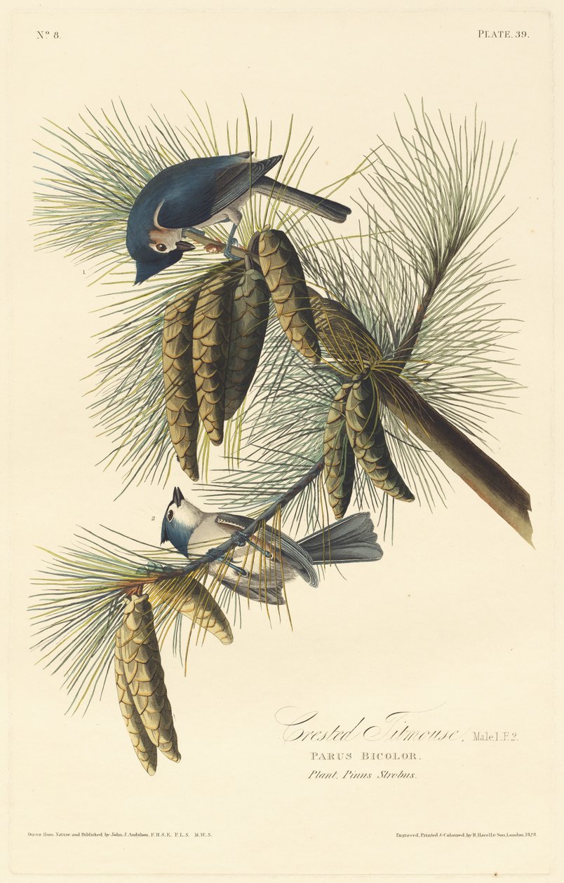 Crested Titmouse by Robert Havell after John James Audubon