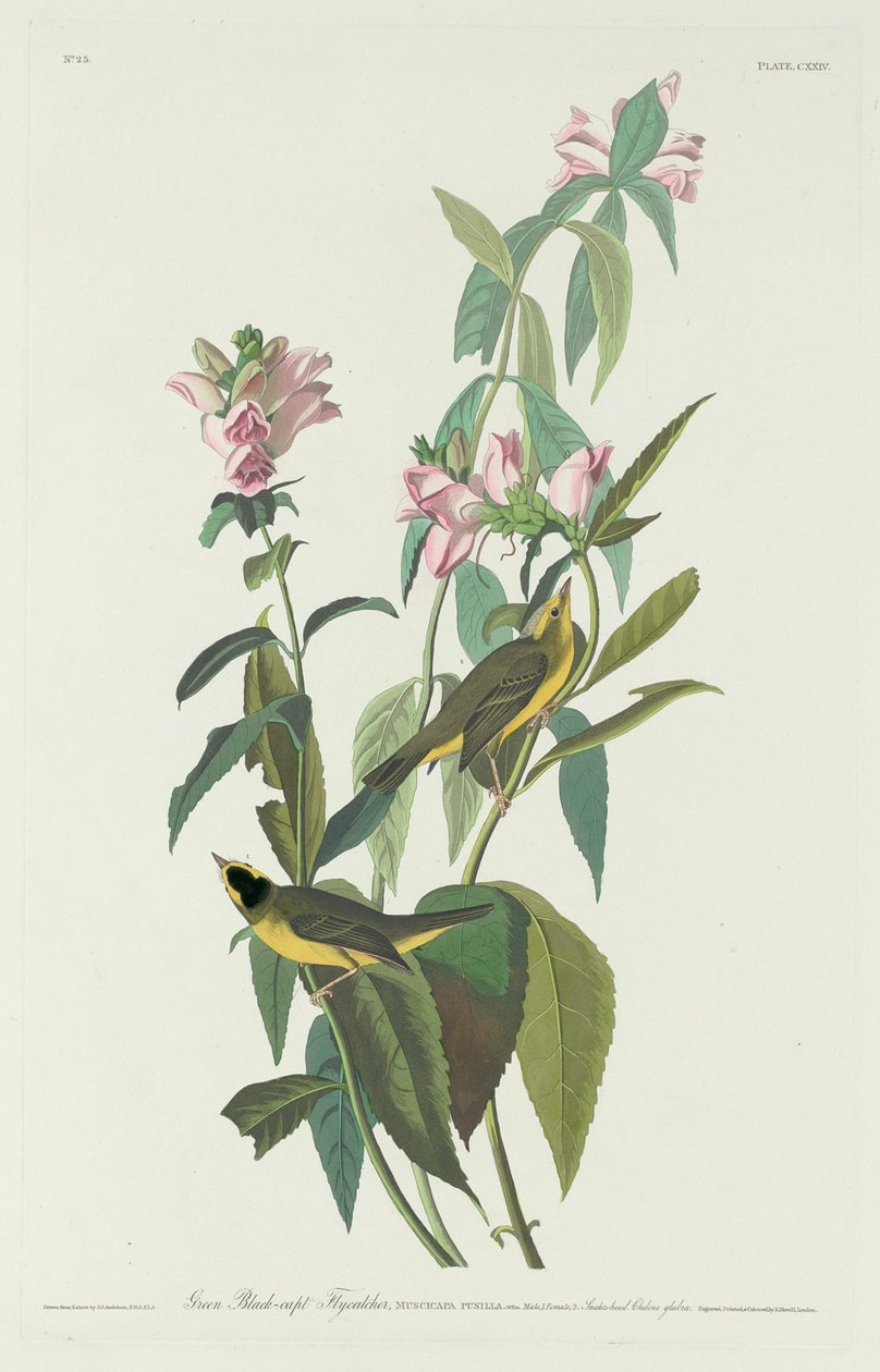 Green Black-Capt Flycatcher by Robert Havell after John James Audubon