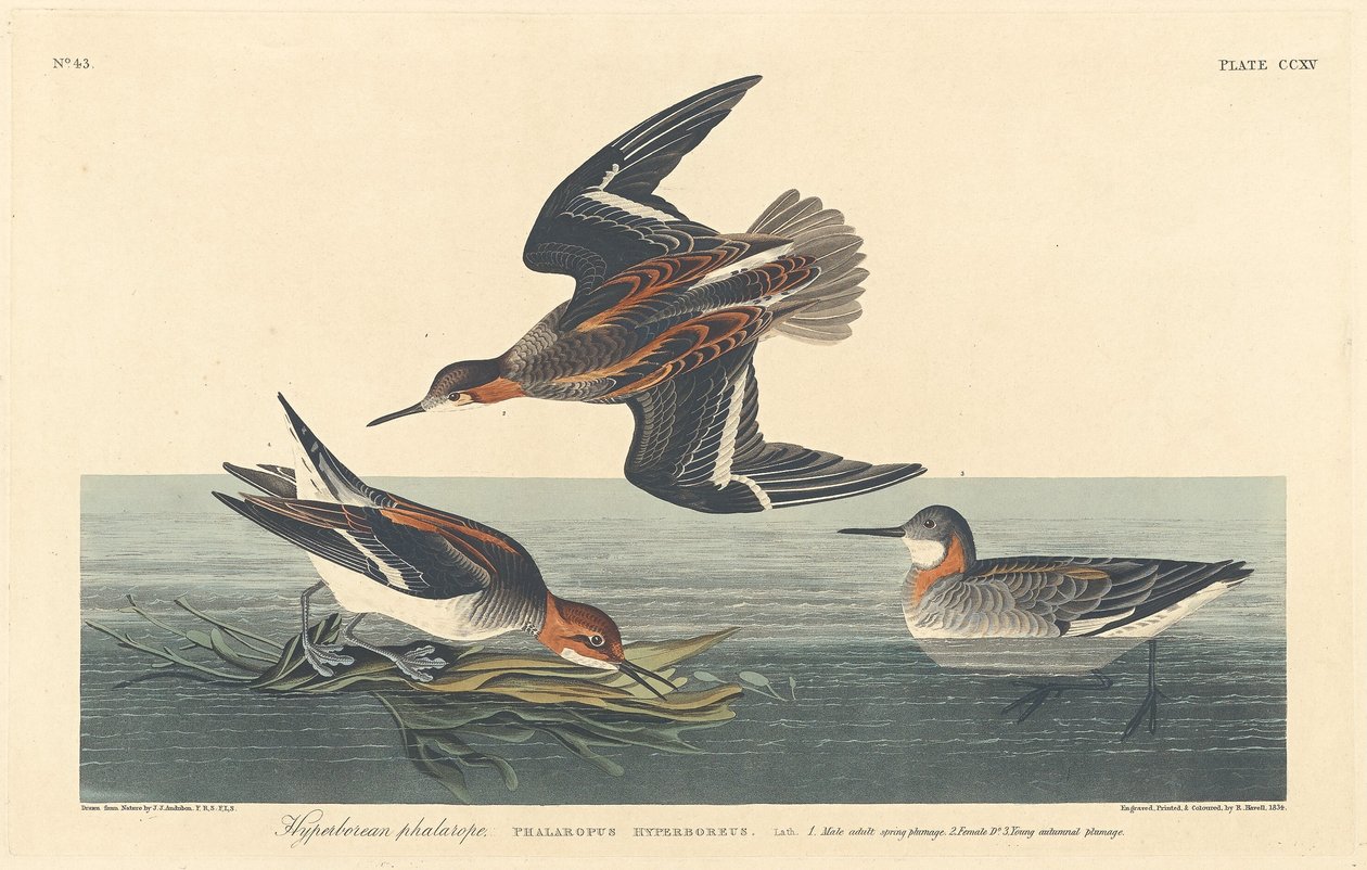 Hyperborean Phalarope by Robert Havell after John James Audubon