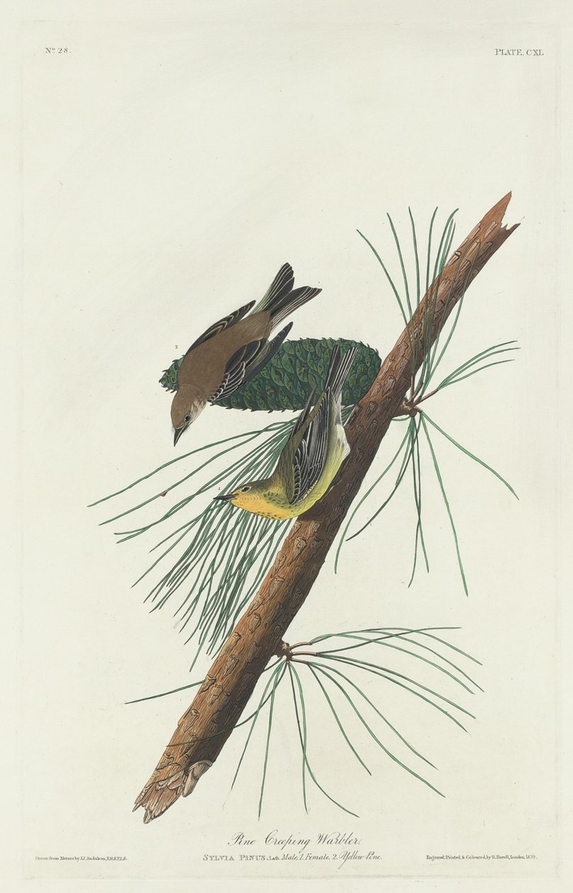 Pine Creeping Warbler by Robert Havell after John James Audubon