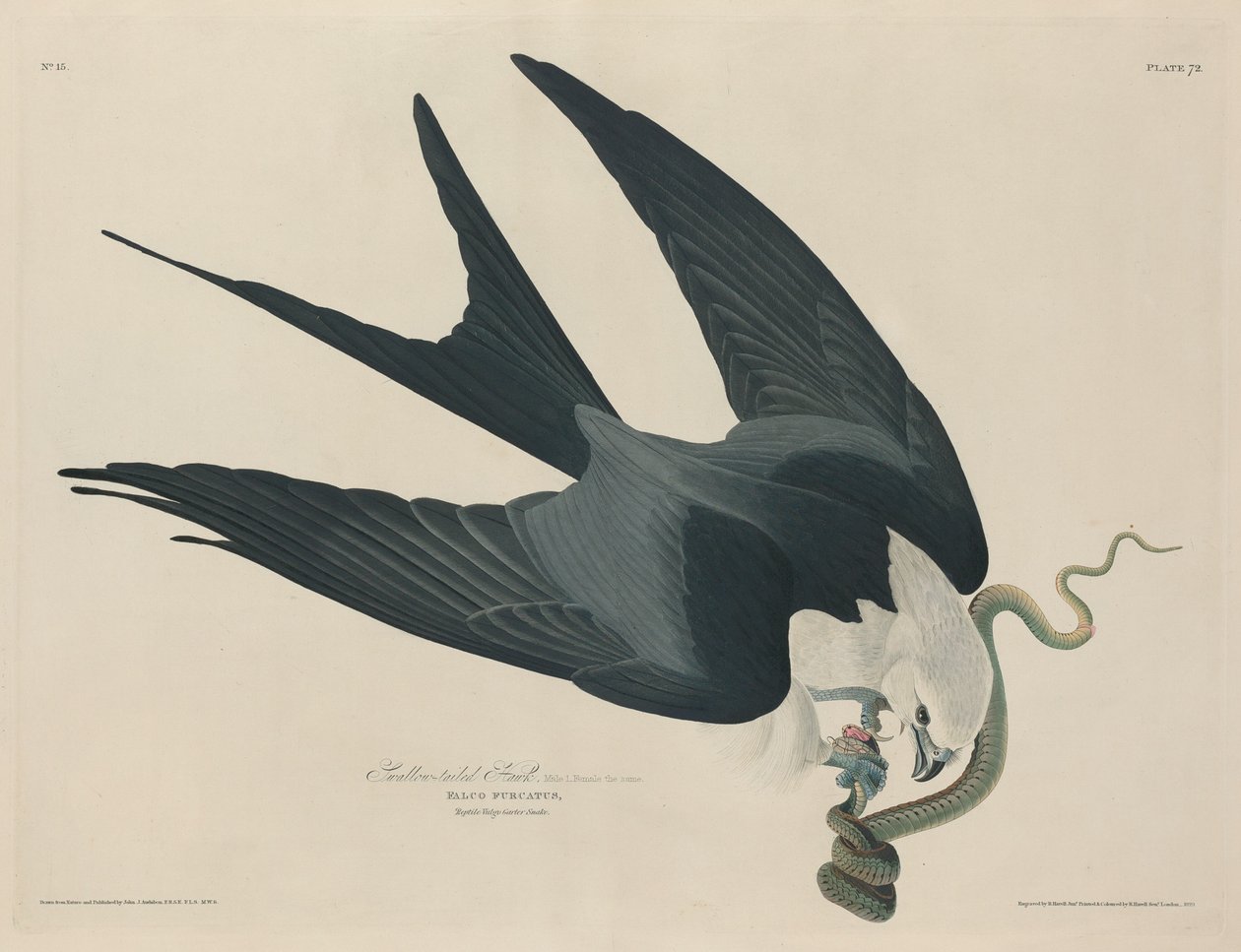 Swallow-tailed Hawk by Robert Havell after John James Audubon