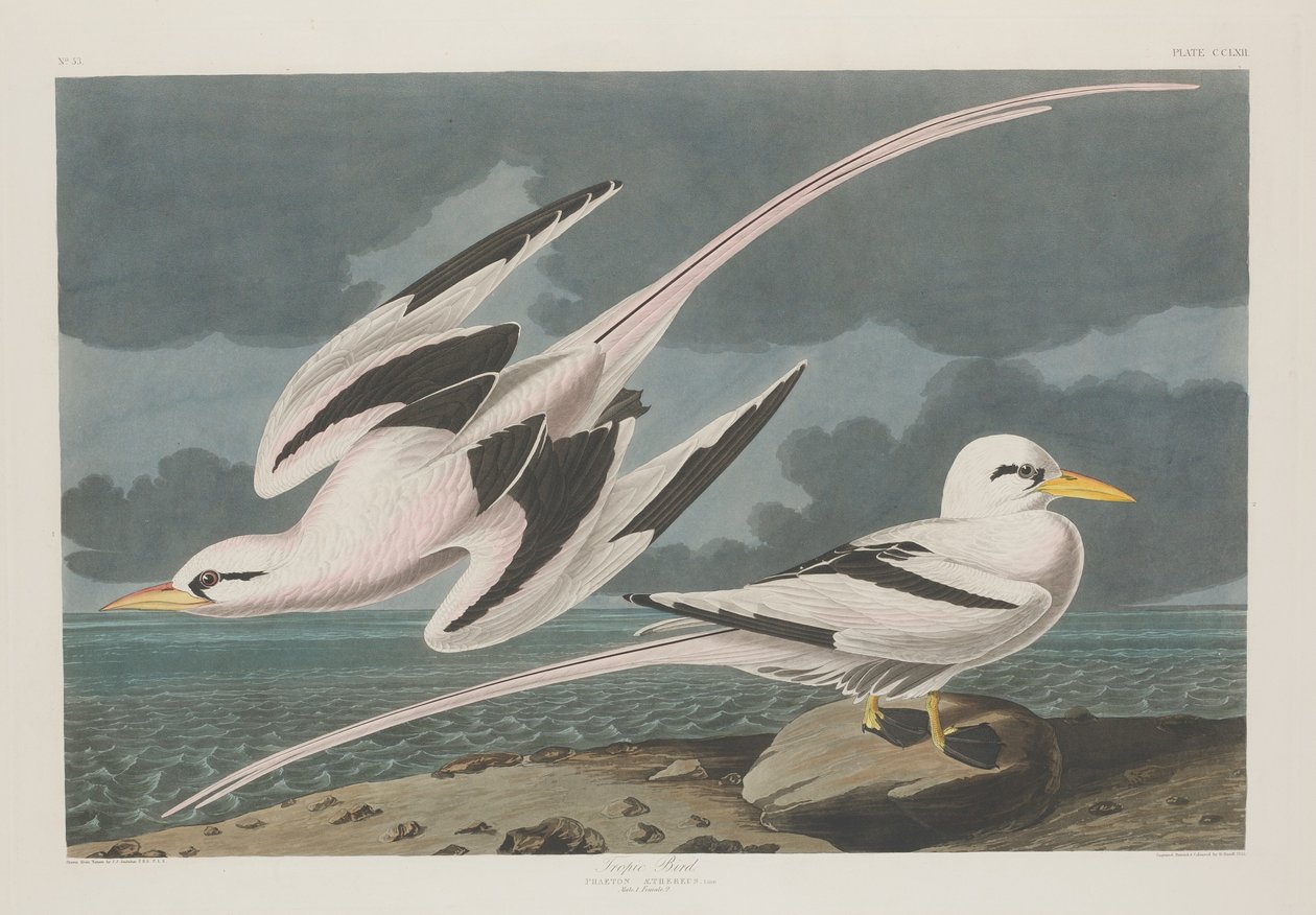 Tropic Bird by Robert Havell after John James Audubon