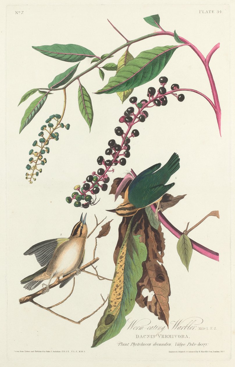 Worm-eating Warbler by Robert Havell after John James Audubon