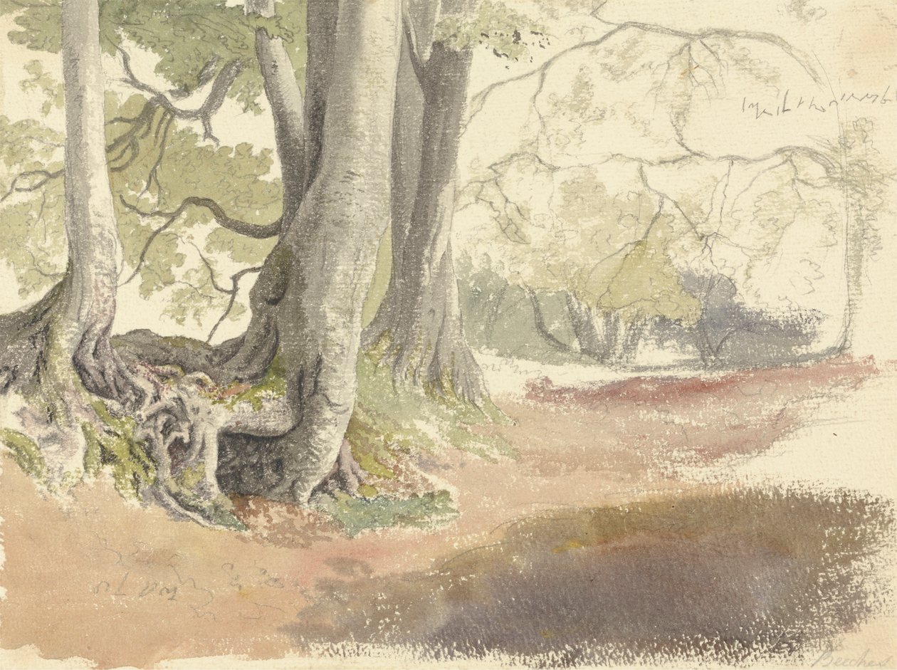 Beech Trees by Robert Hills