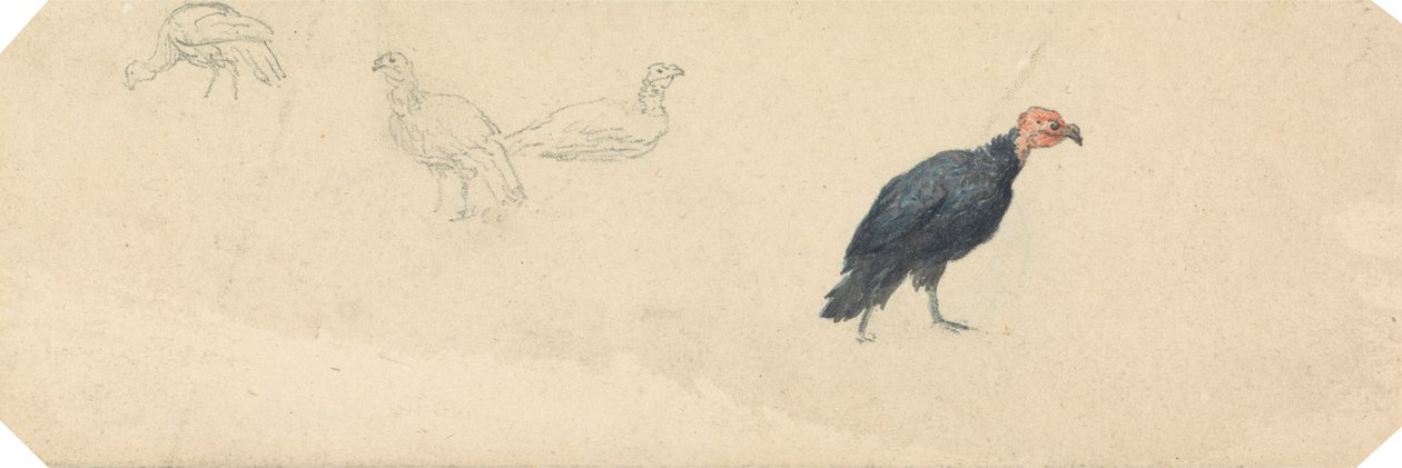 Studies of a Turkey by Robert Hills