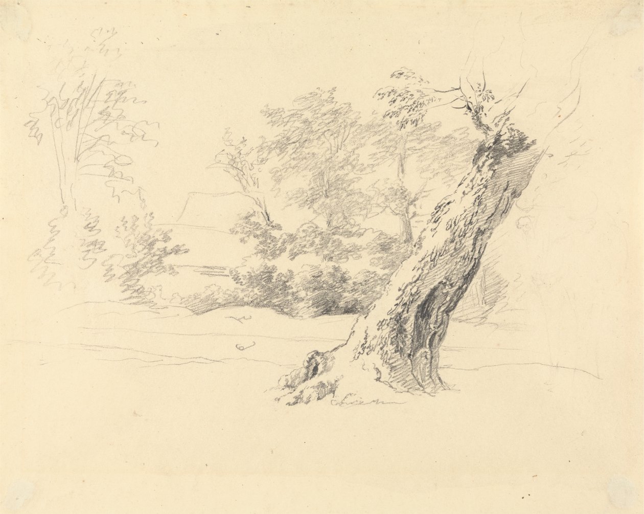Tree Study by Robert Hills