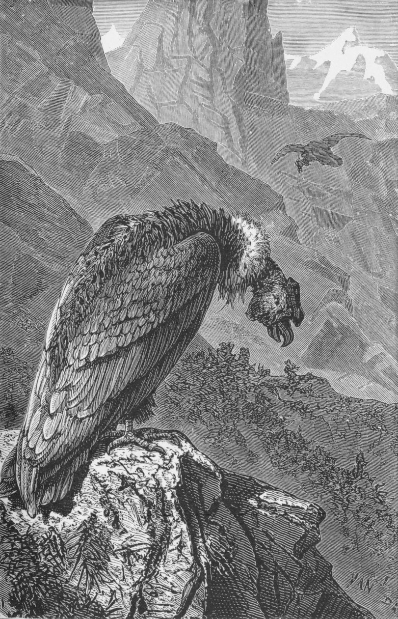 The Condor by Robert Taylor Pritchett