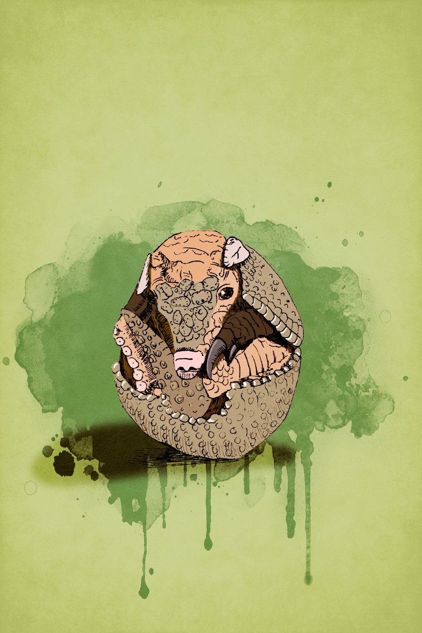 Baby Armadillo by Roberta Murray