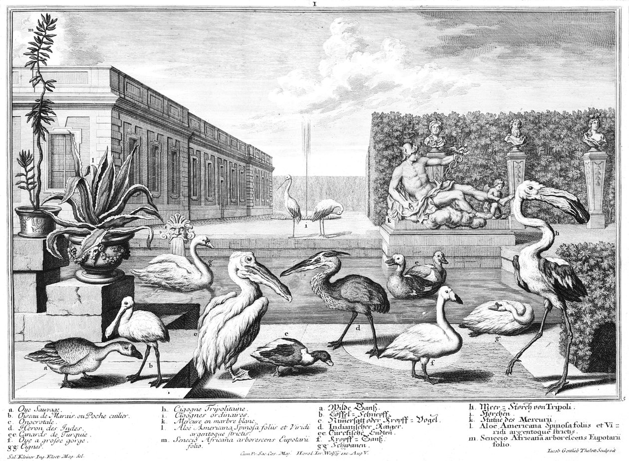 Water Birds by Salomon Kleiner