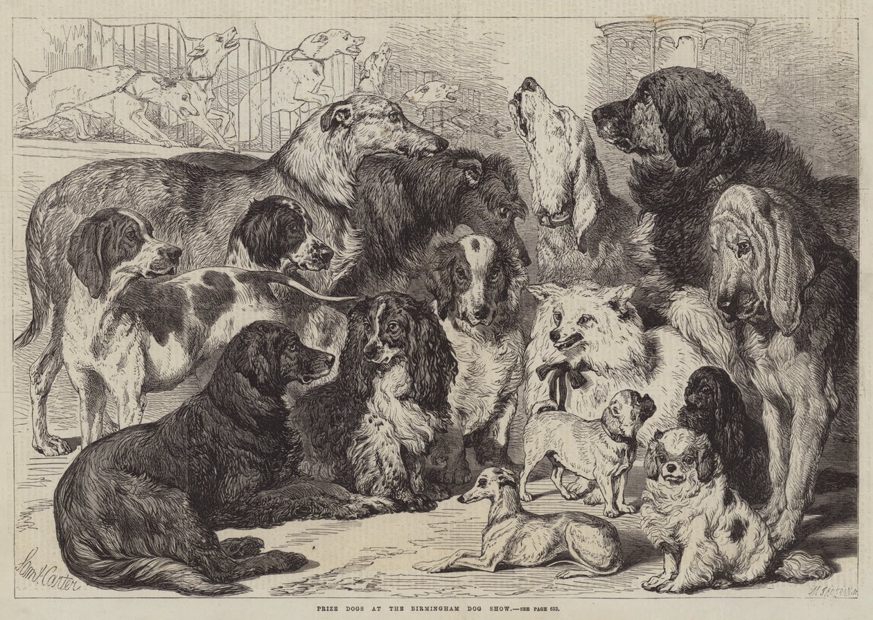 Prize Dogs at the Birmingham Dog Show by Samuel John Carter