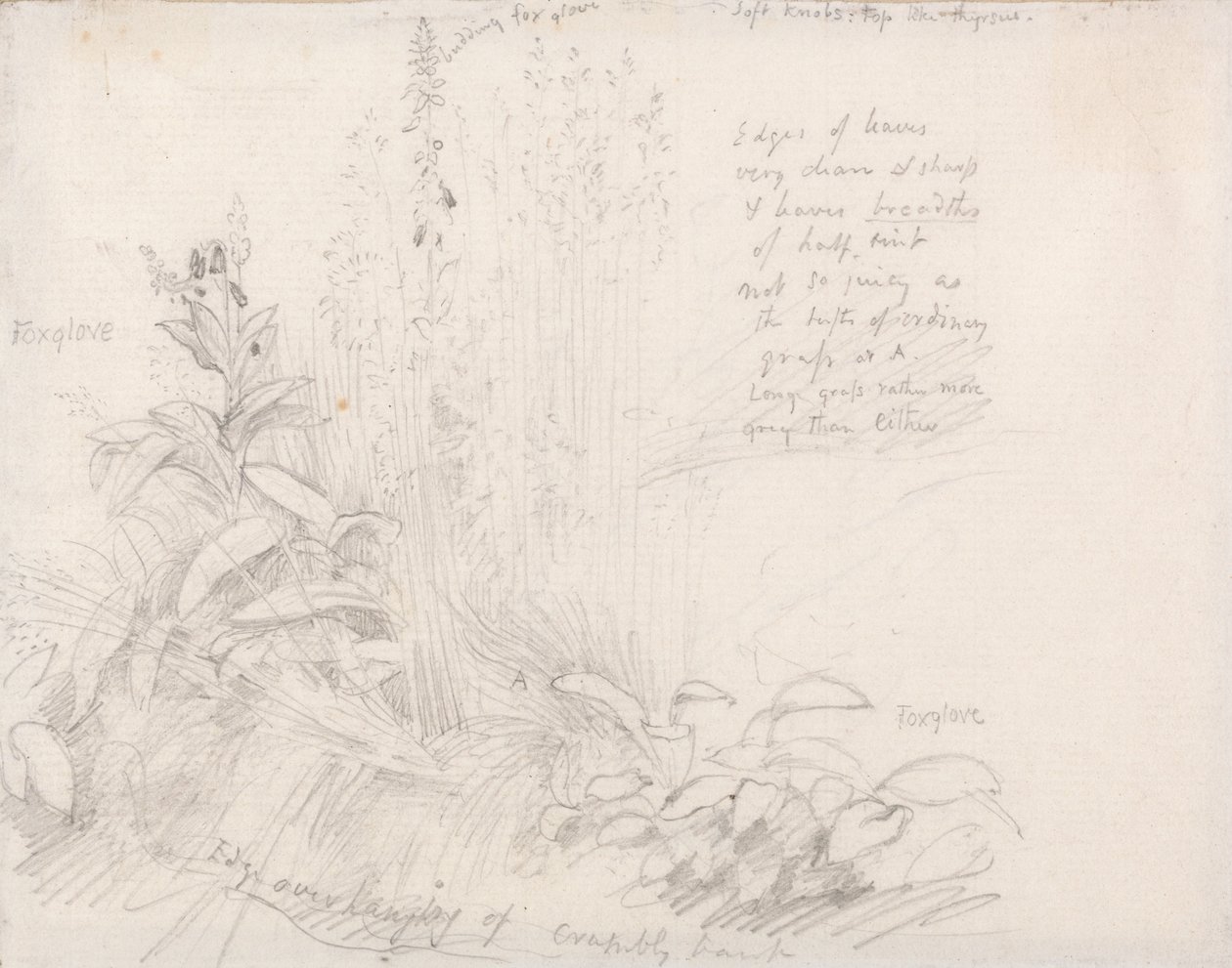 Foxgloves by Samuel Palmer