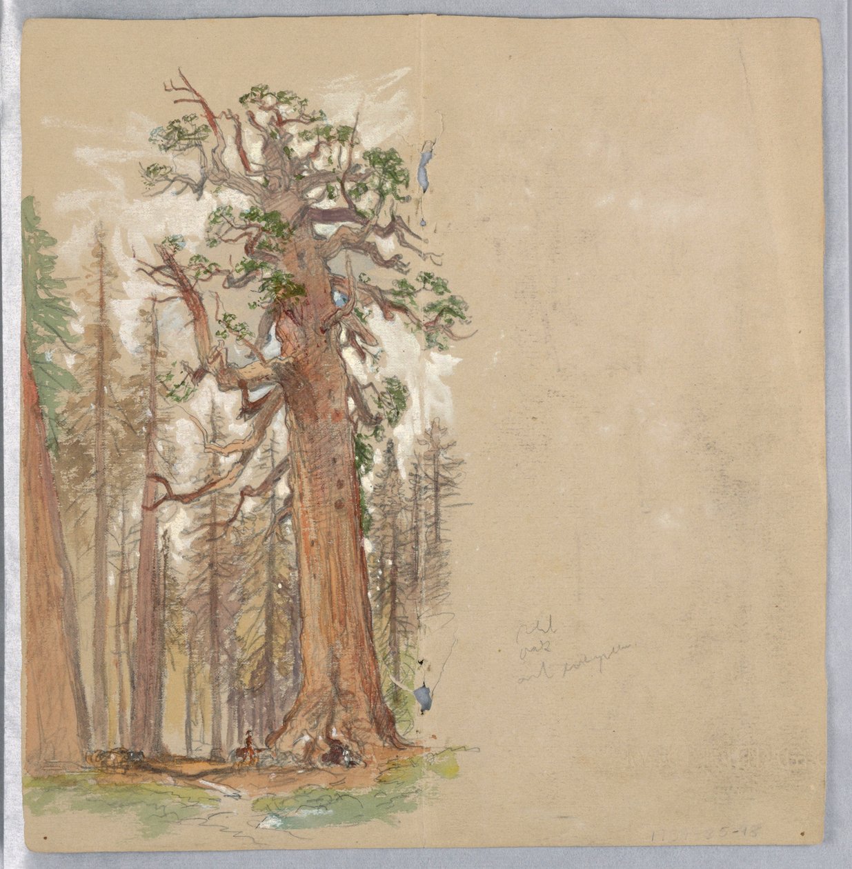 Oak and Evergreen by Samuel Colman