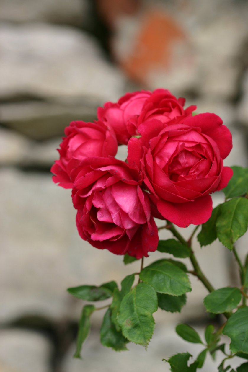 Garsington Rose, 2009 by Sarah OToole