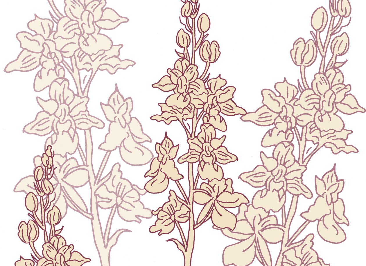 Orchid, 2017 by Sarah Hough