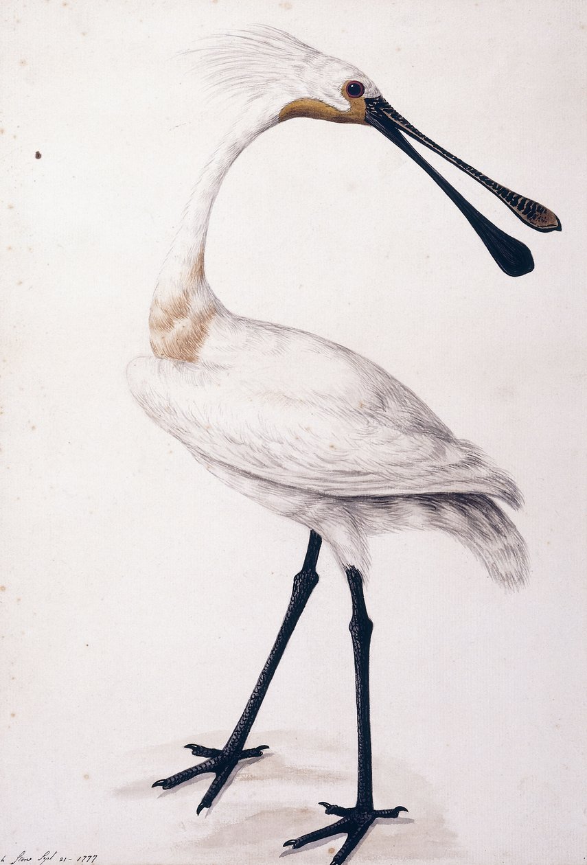Spoonbill, 1777 by Sarah Stone