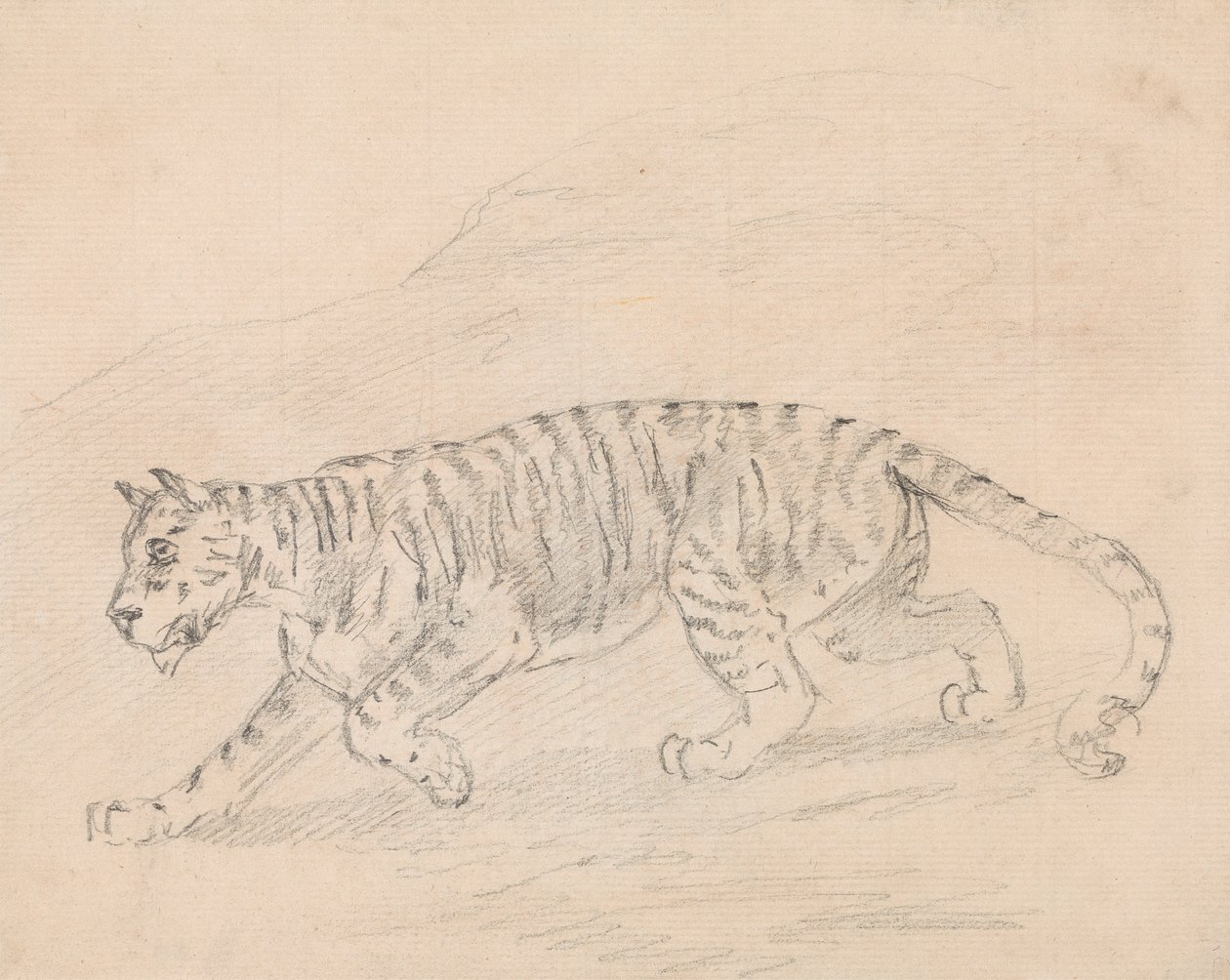 Tiger by Sawrey Gilpin