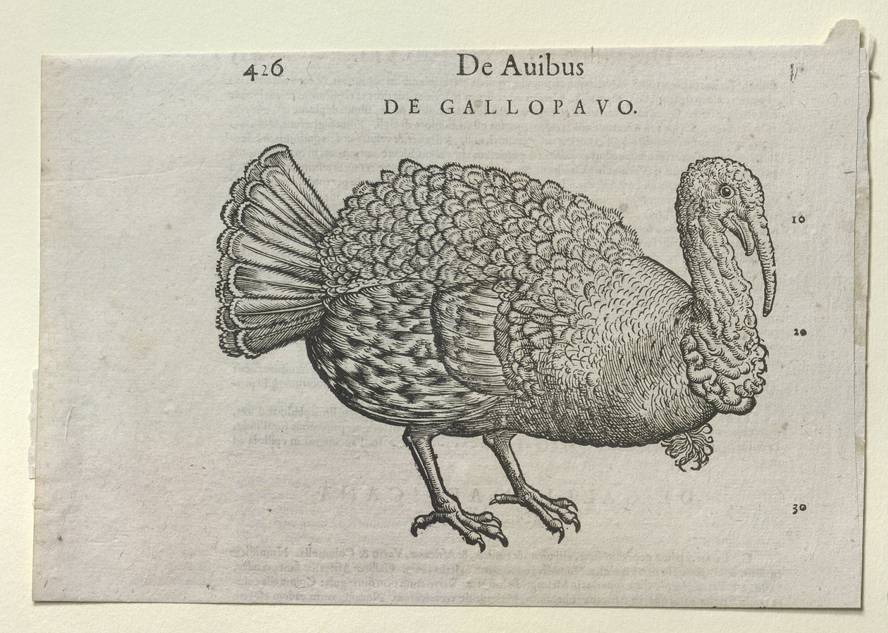A Turkey by School German
