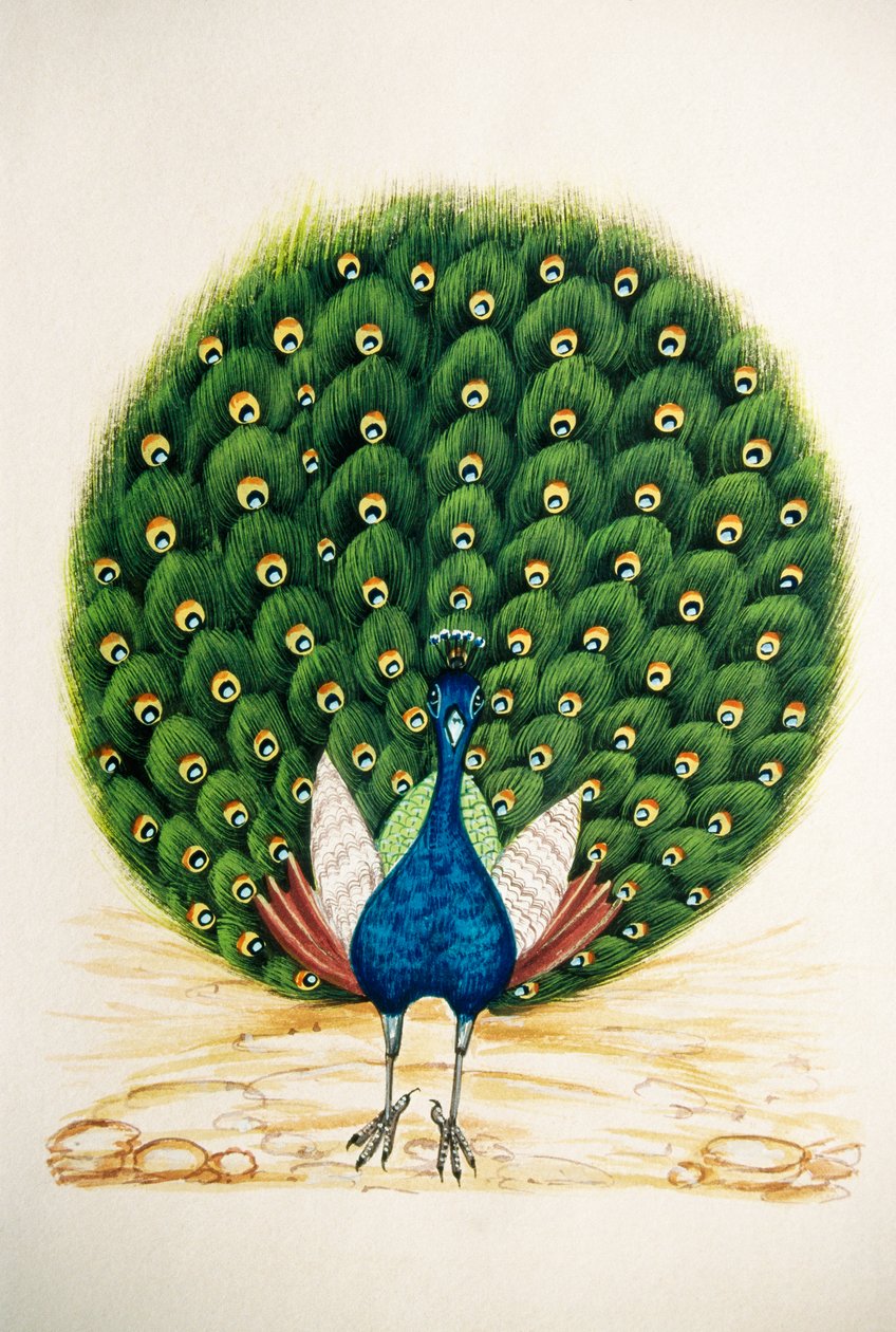 Peacock by School Indian