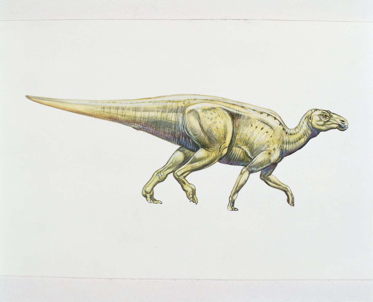 Hadrosaurid or duck-billed dinosaur by School Italian