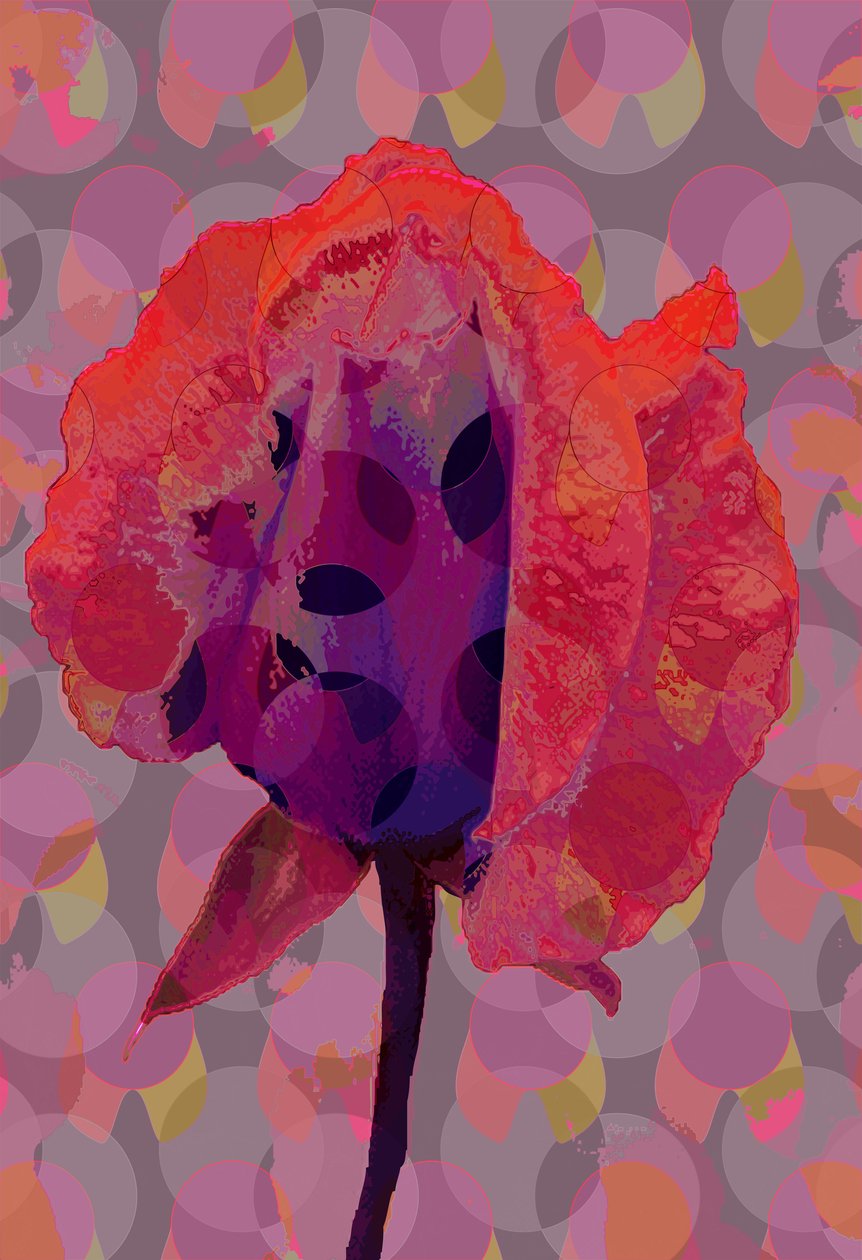 Tea Rose 3 by Scott J. Davis
