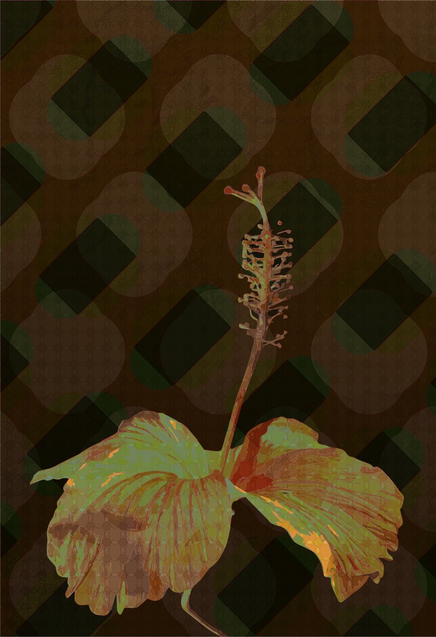 Hibiscus,2 by Scott J. Davis