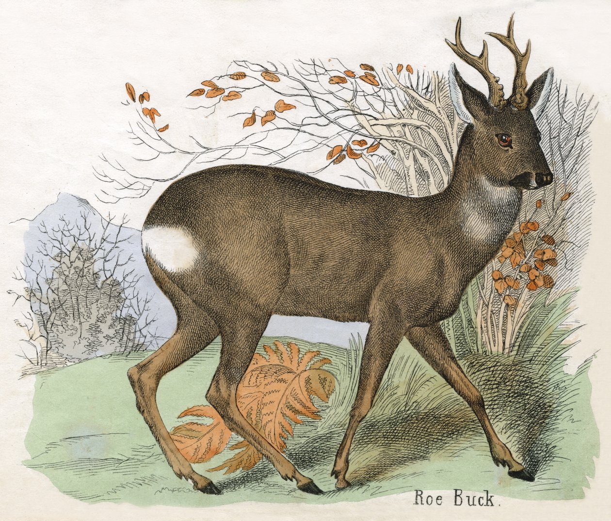 Antique Print of a Roe Deer Buck by Scottish School