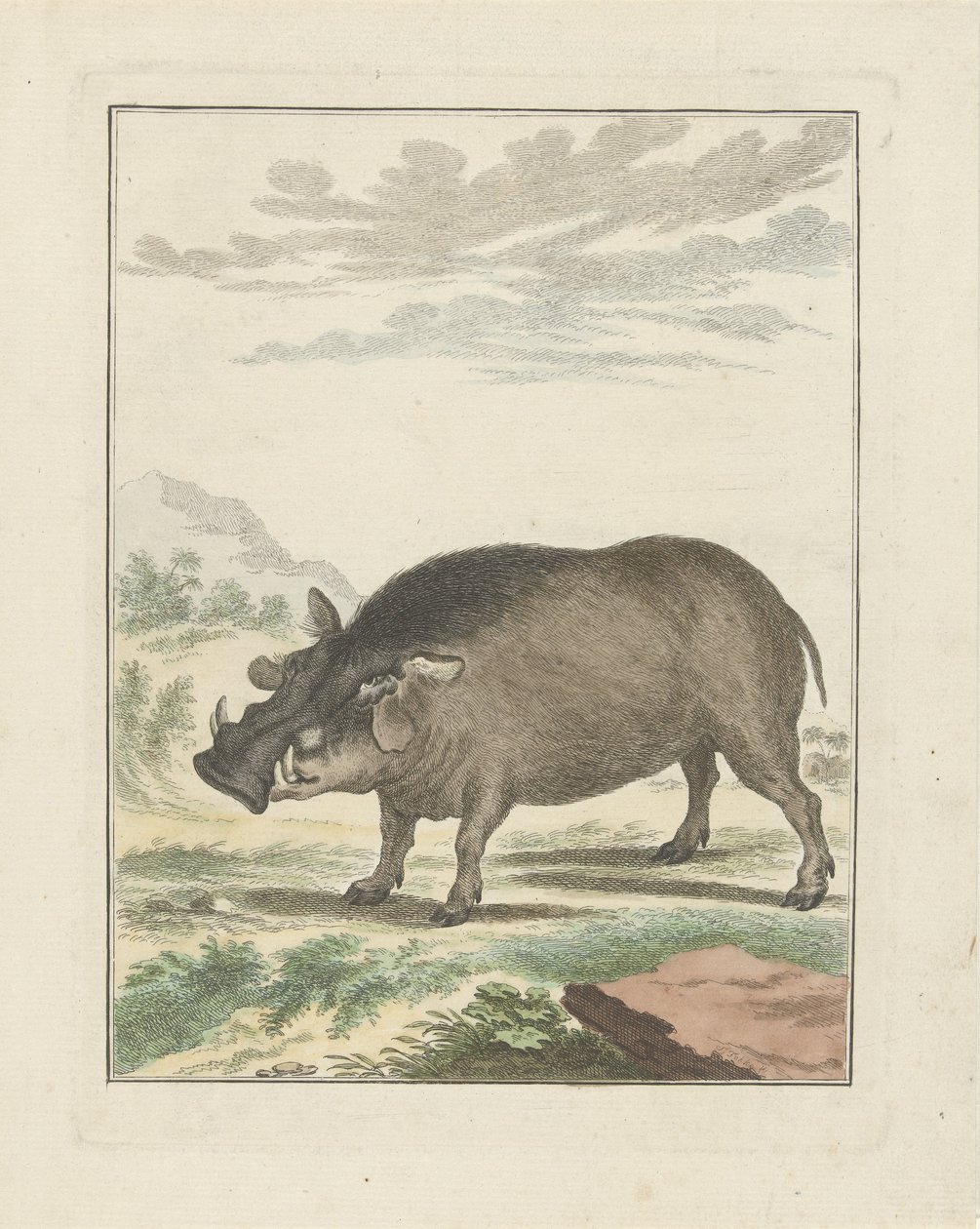 African Bush Pig by Simon Fokke