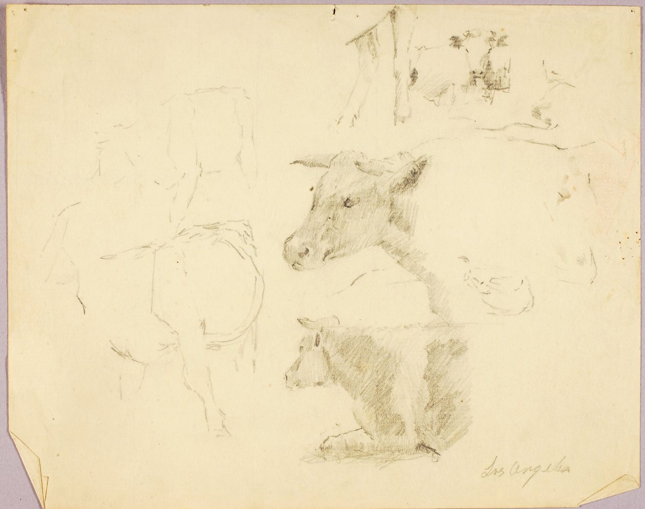 Cows by Solon H. Borglum