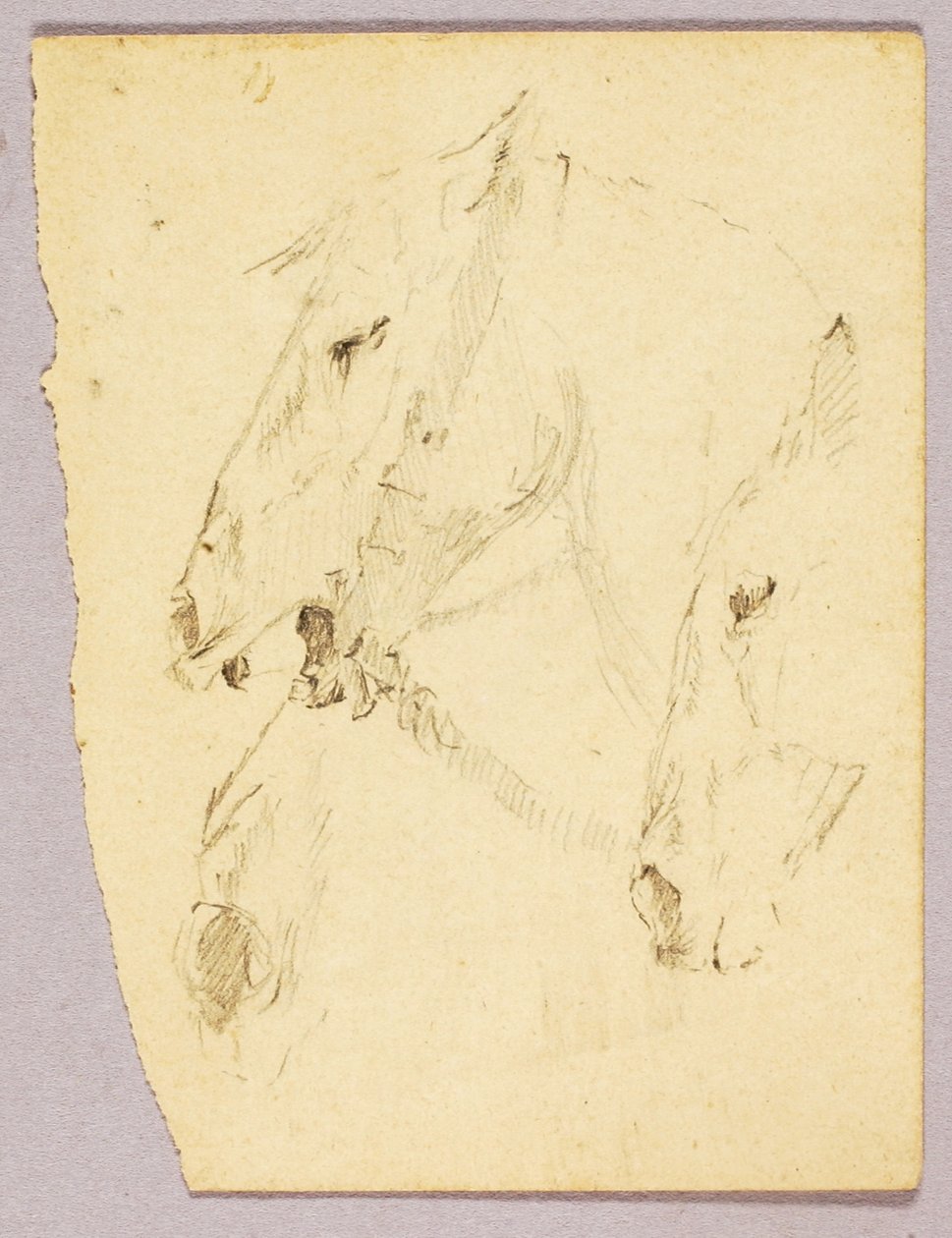 Horses