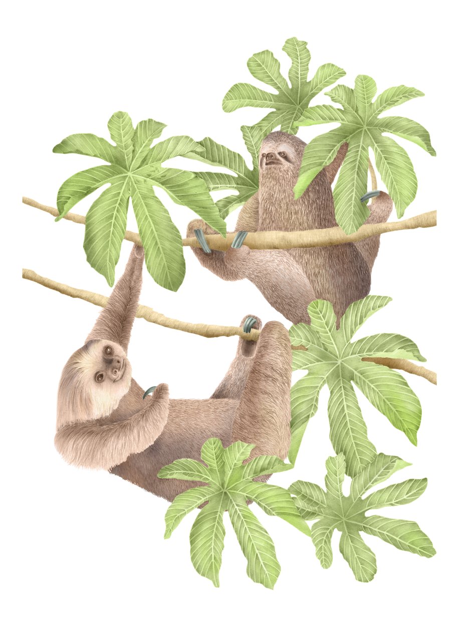 Costa Rica Sloths by Stacy Hsu