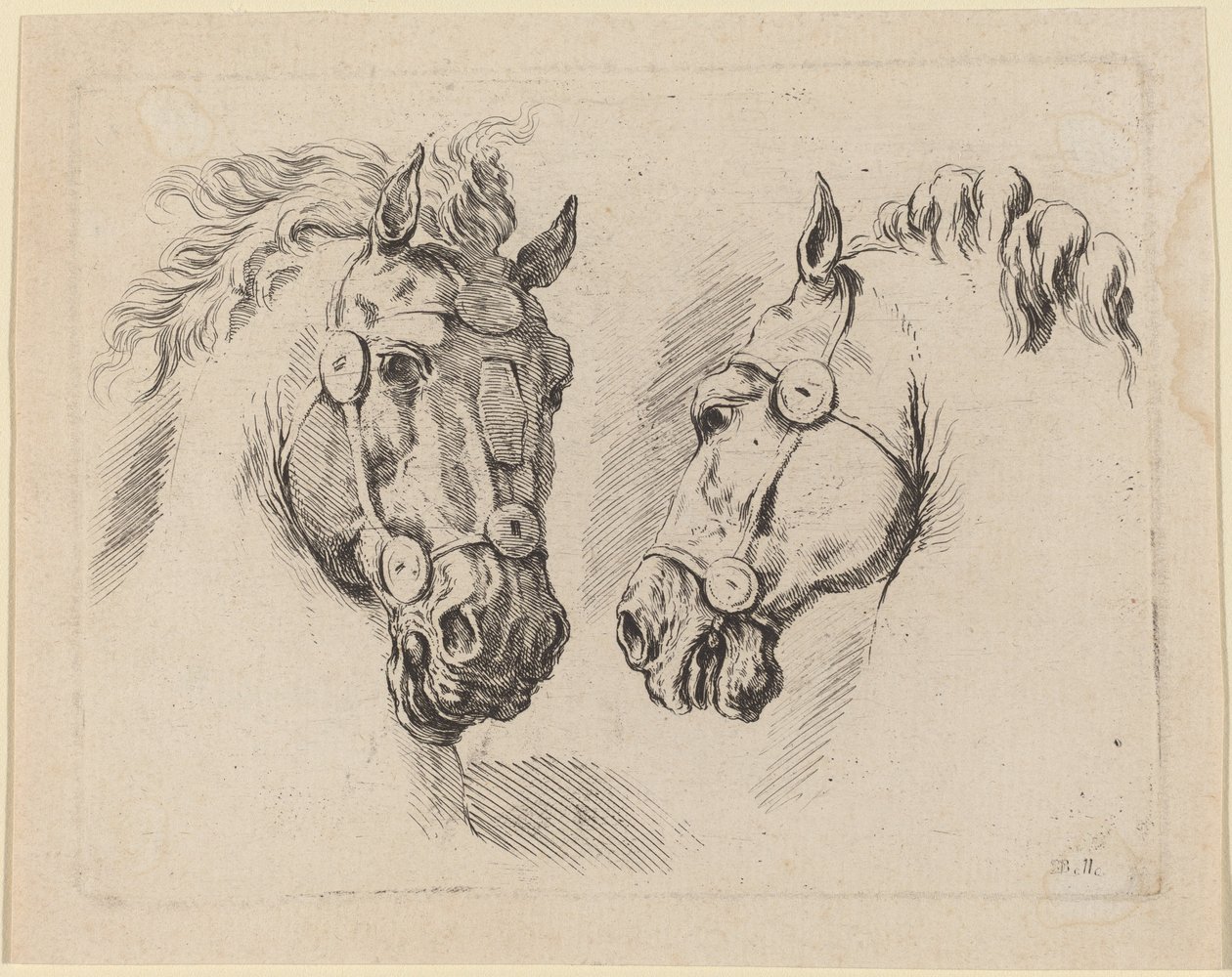 Two Horse Heads, Probably 1649 by Stefano della Bella