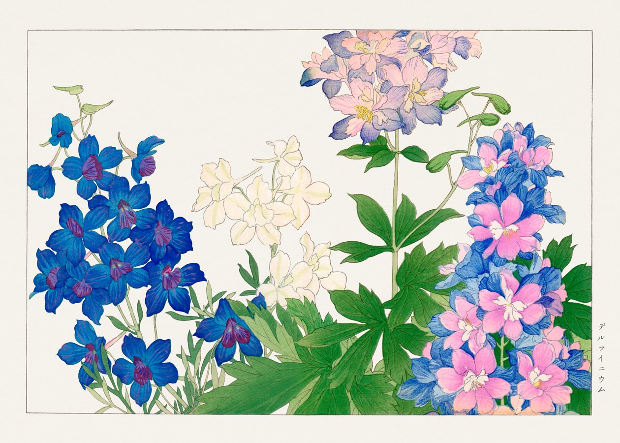 Delphinium Flower from "Seiyou Sokazufu" by Tanigami Konan