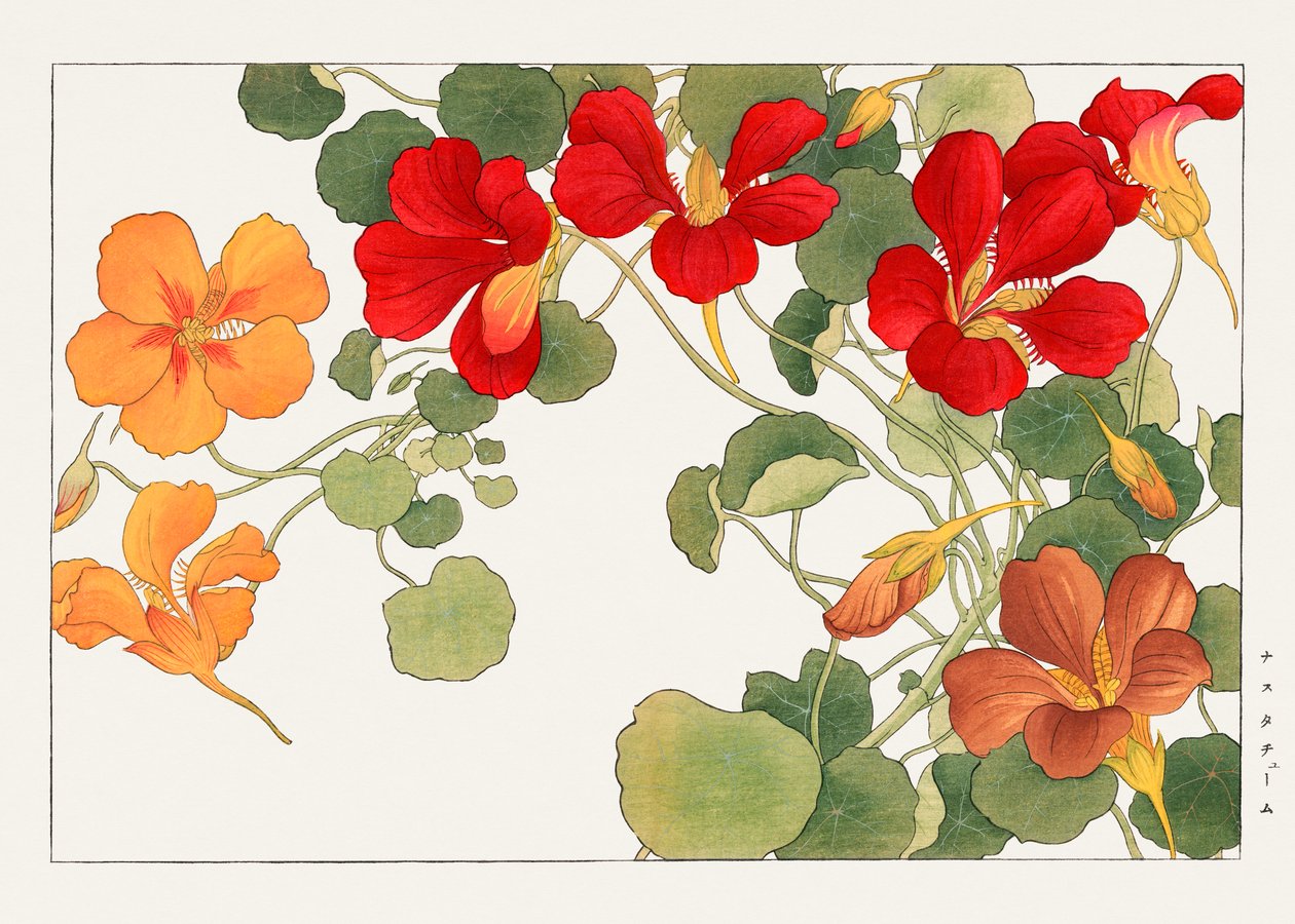Nasturtium Flower from "Seiyou Sokazufu" by Tanigami Konan