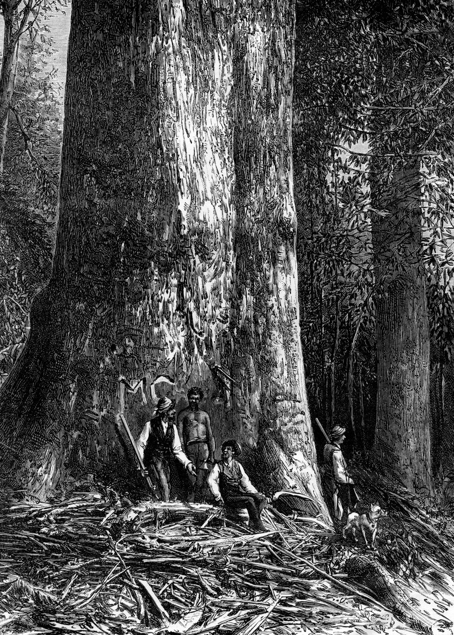 Giant eucalyptus, Australia by Taylor