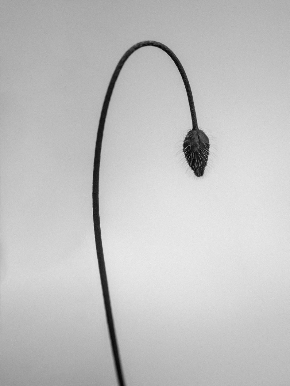 Amid the Flowers 39 by Teis Albers
