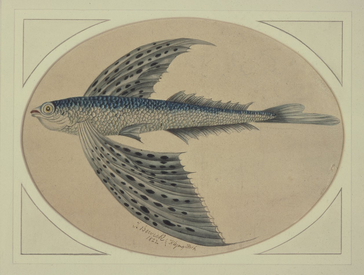 A Flying Fish by Thomas Bewick