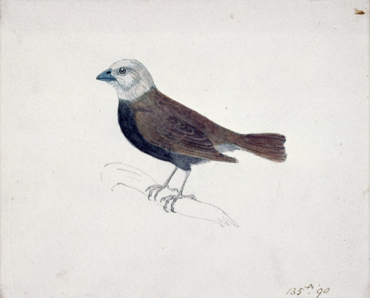 Malacca Crossbeak by Thomas Bewick