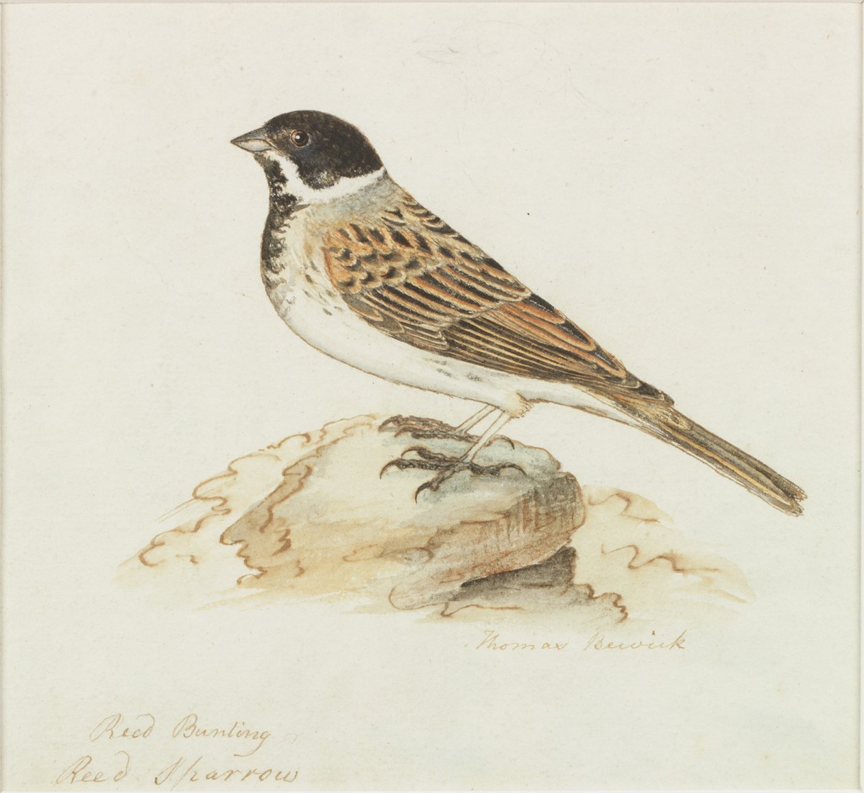 The Reed Sparrow by Thomas Bewick