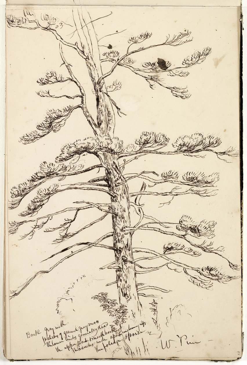 White Pine by Thomas Cole