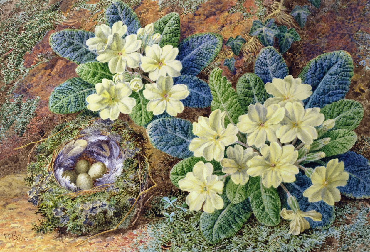 Primroses and a Bird