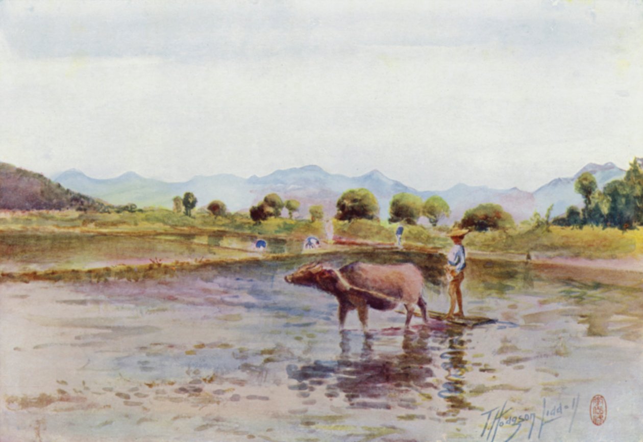 Water-Buffalo at Work in the Paddy-Fields by Thomas Hodgson Liddell