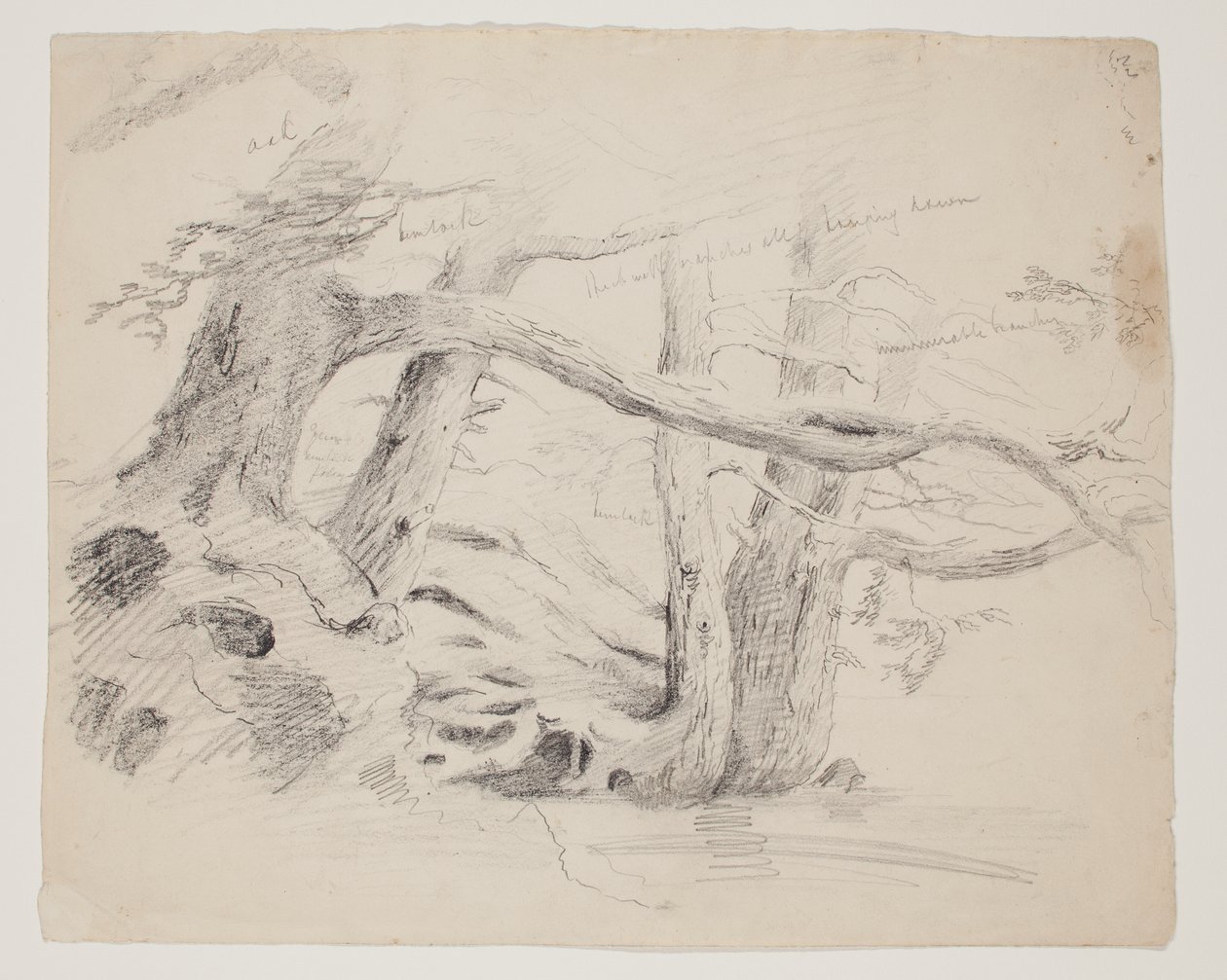 Oak and Hemlock Trees by Thomas Cole