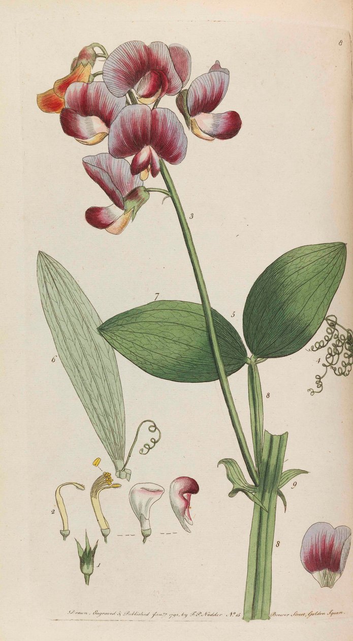 Flora rustica by Thomas Martyn