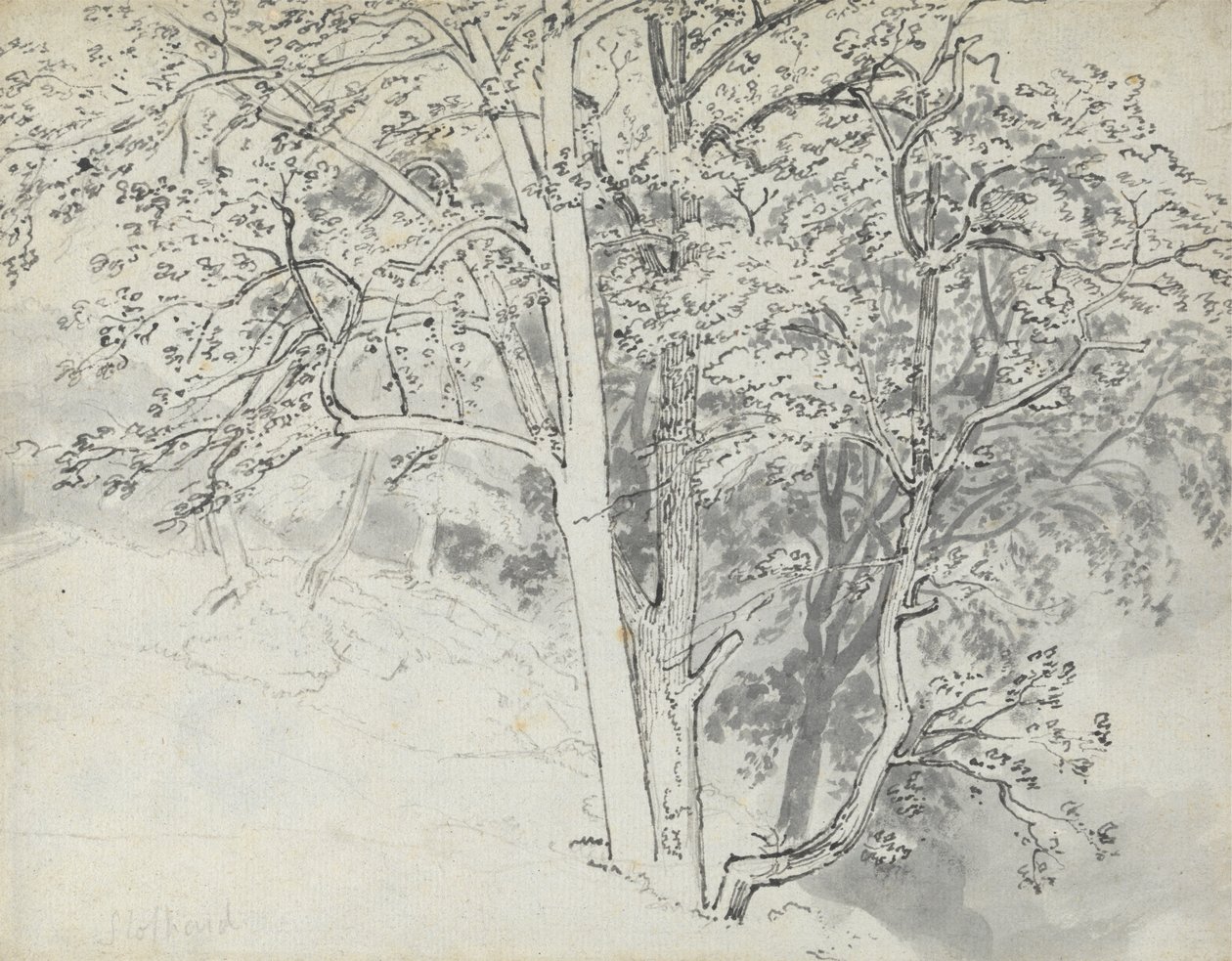 Study of Trees by Thomas Stothard