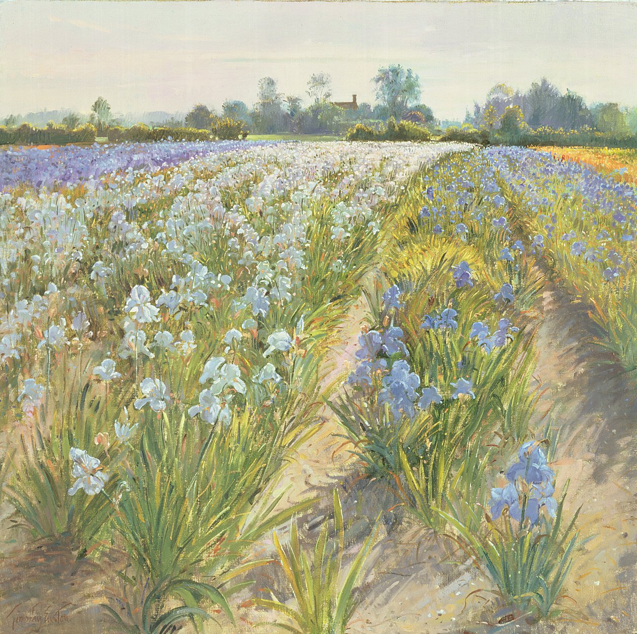 Blue and White Irises, Wortham by Timothy Easton