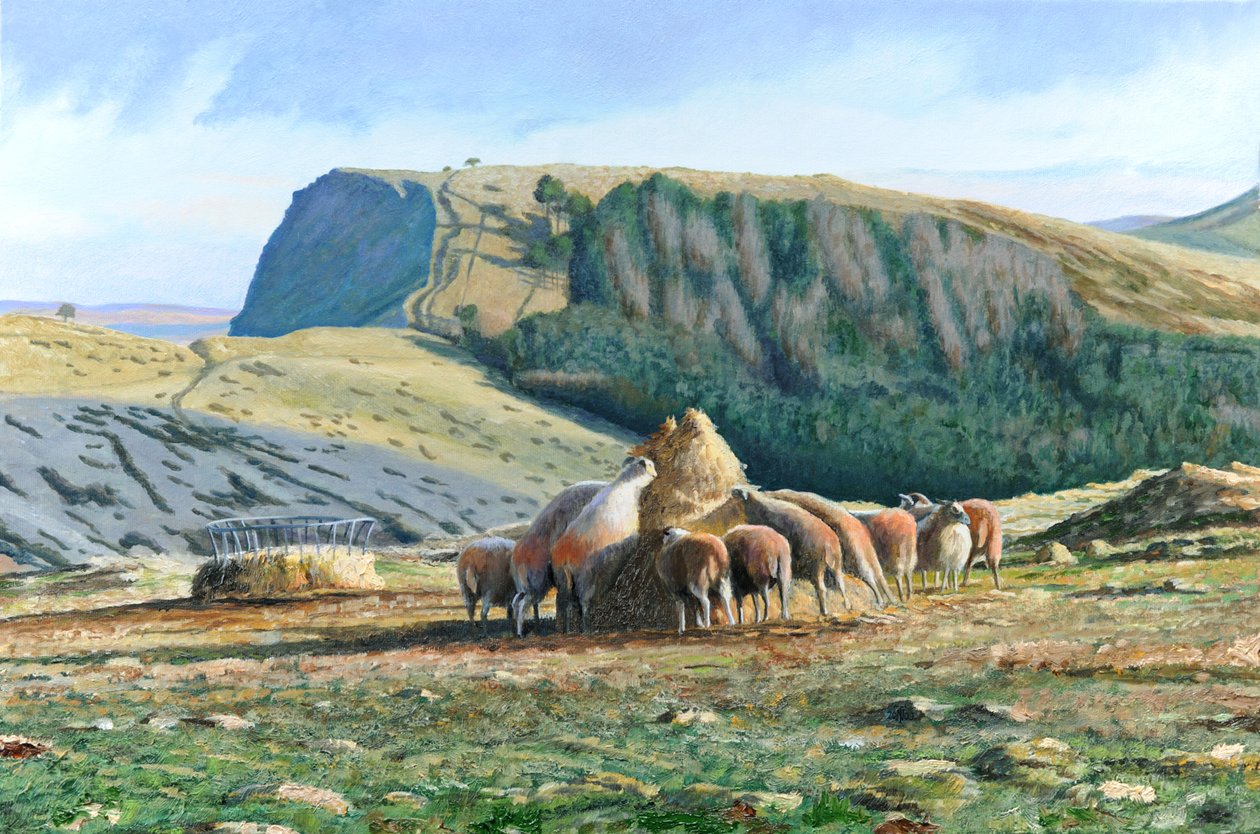 Sheep Feeding by Trevor Neal