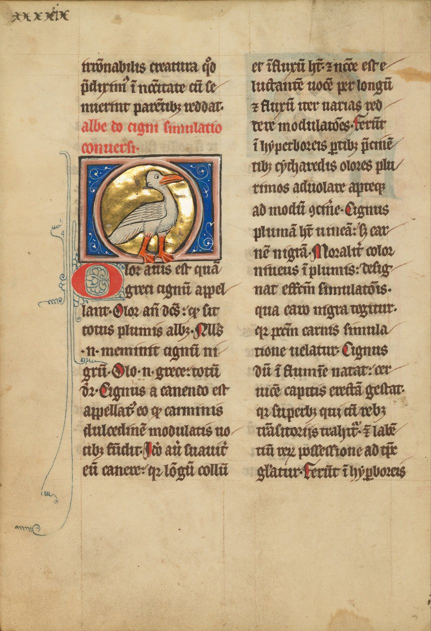 A Swan by Unbekannt Unbekannt