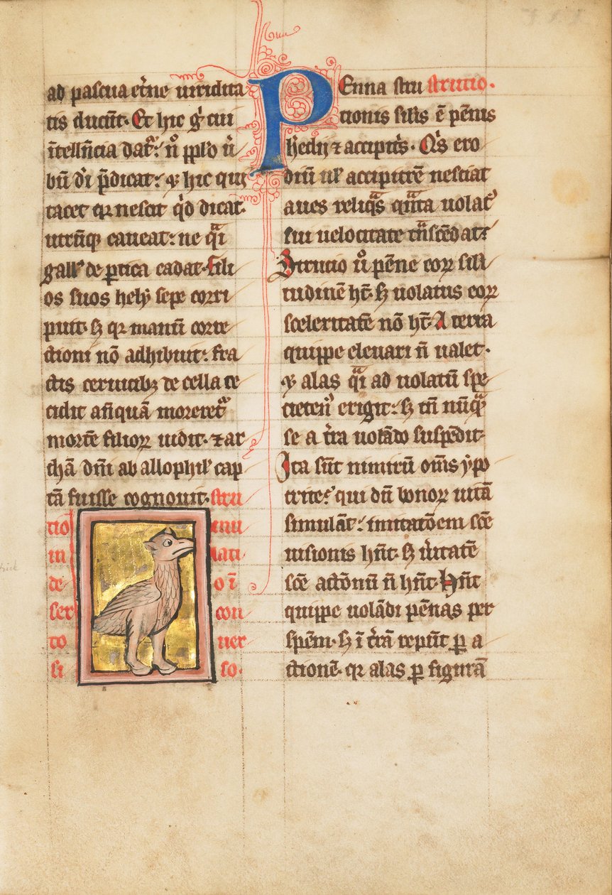 An Ostrich by Unbekannt Unbekannt