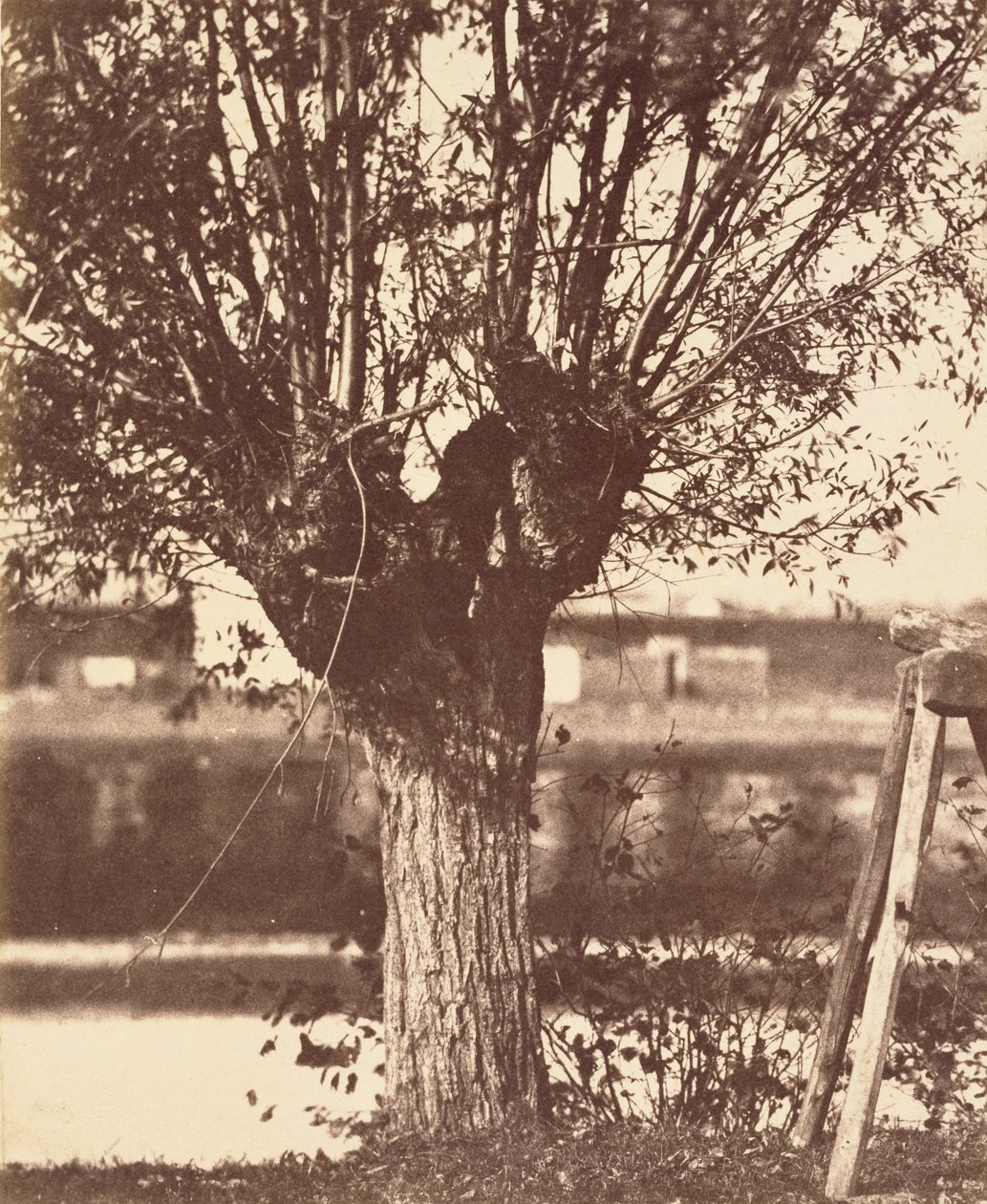 Tree by Unbekannt Unbekannt
