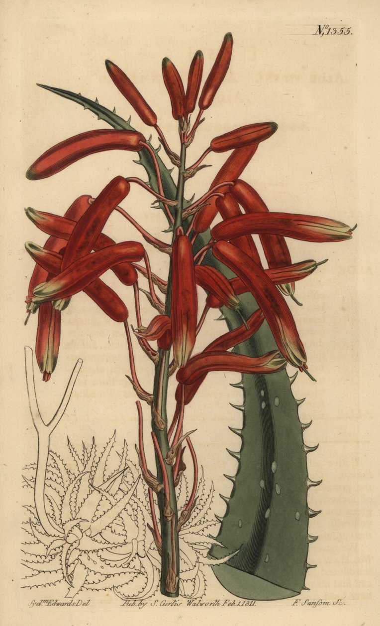 Aloe humilis by Unbekannt